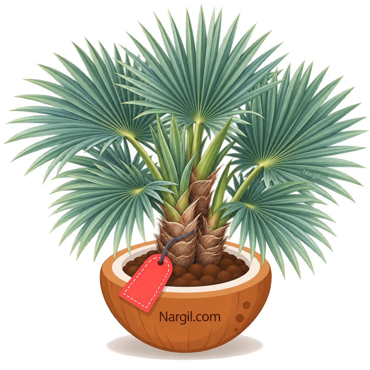 Nargil_Nannorrhops ritchiana 